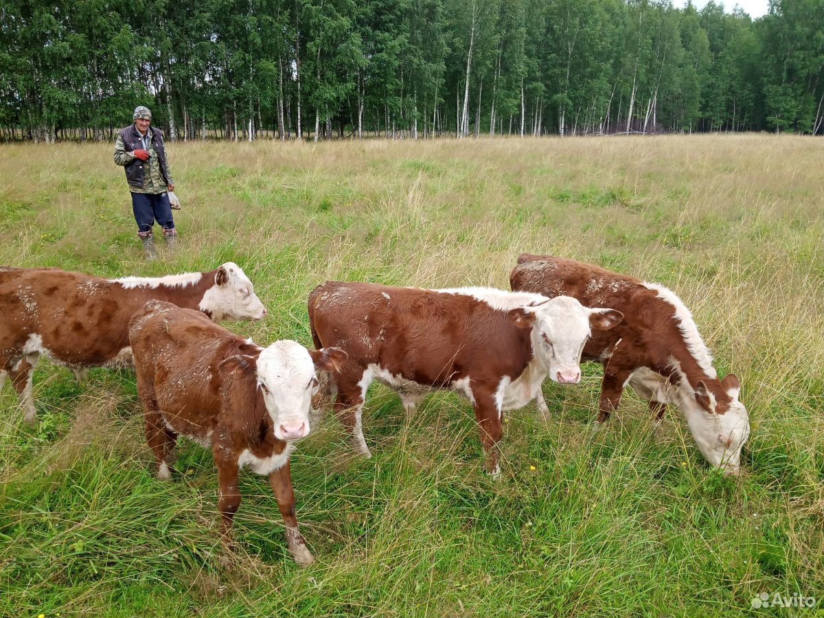 Бык и коровы с телятами на подсосе купить на Зозу.ру - фотография № 2