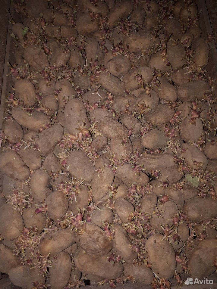 Семенной картофель для второго урожая купить на Зозу.ру - фотография № 4