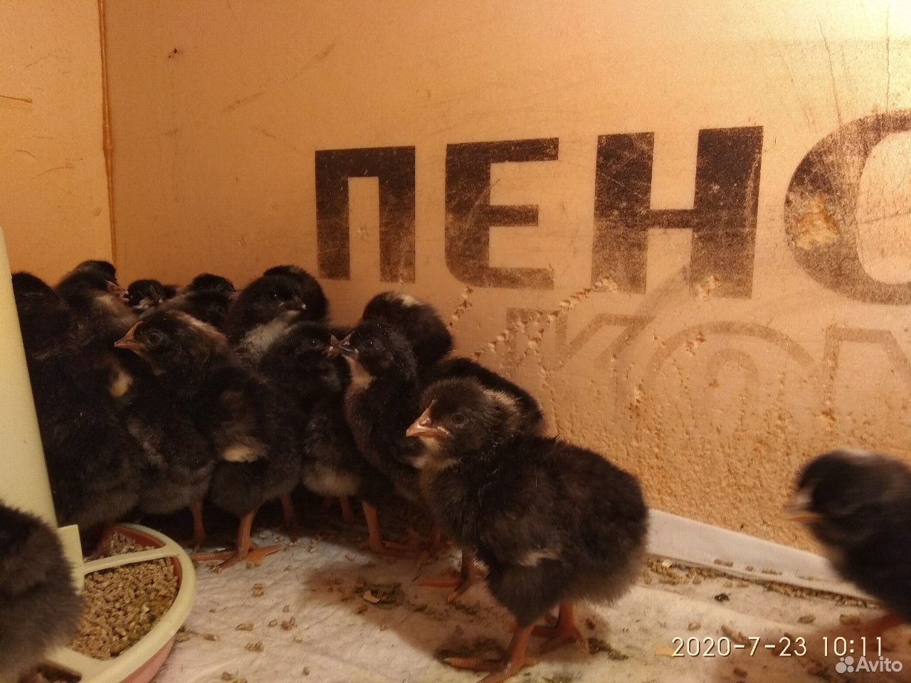 Цыплята доминант Д109 суточные купить на Зозу.ру - фотография № 1