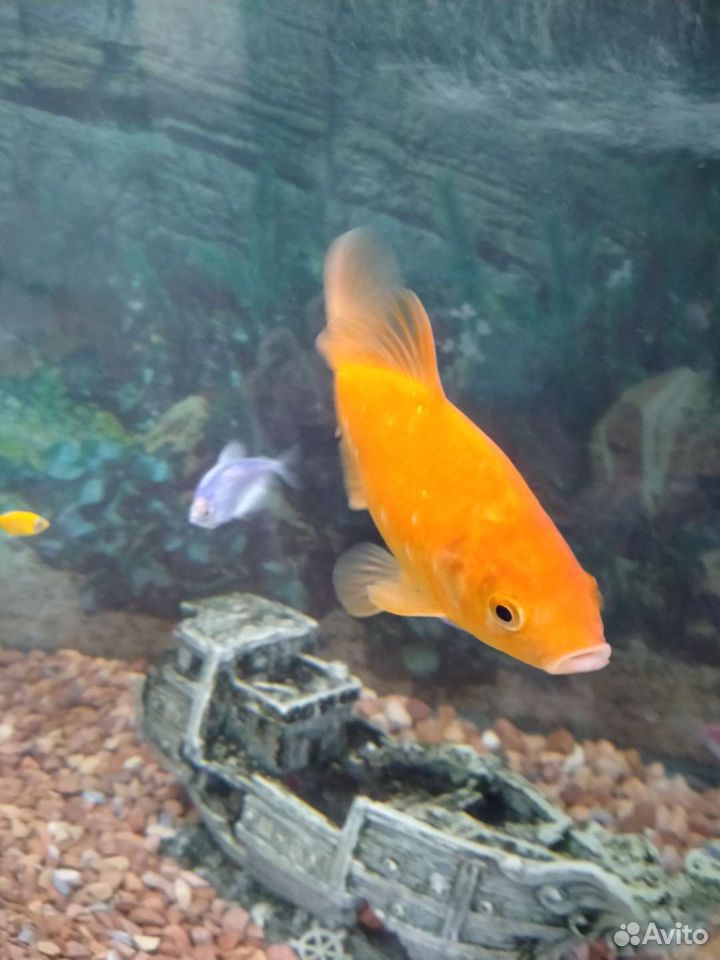 Рыба золотая самец купить на Зозу.ру - фотография № 5