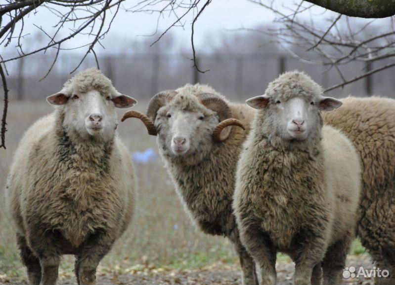 Бараны, овцы (Мериносы) На Курбан-байрам купить на Зозу.ру - фотография № 1