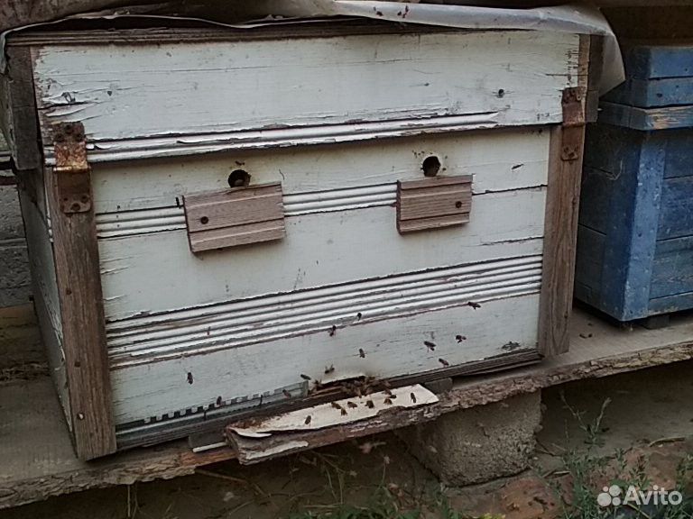 Продаются пчёлы вместе с мёдом купить на Зозу.ру - фотография № 2