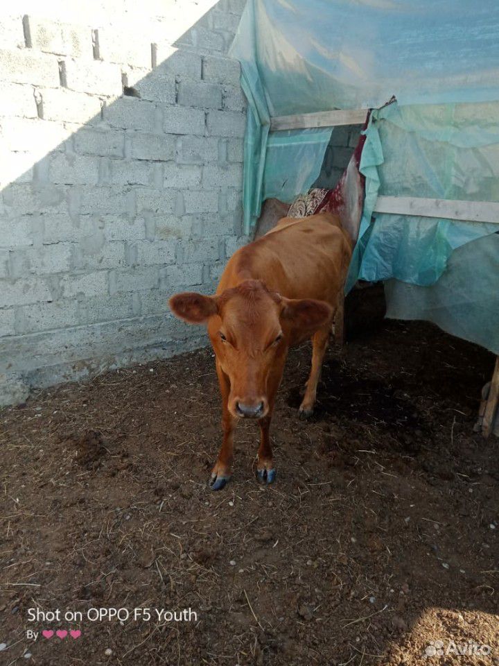 Корова и теленок купить на Зозу.ру - фотография № 6