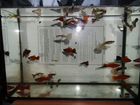 Рыбки объявление продам