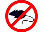 Уничтожение крыс и мышей быстро и надолго объявление продам