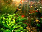Рыбки аквариумные, растения объявление продам
