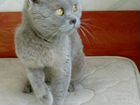 Шотландская вислоухая кошка и котик объявление продам