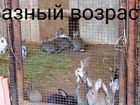 Продаются кролики великаны в Белгороде объявление продам