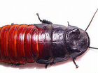 Мадагаскарские тараканы объявление продам