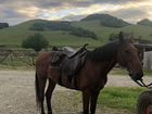 Продаётся лошадь Карачаевской породы объявление продам