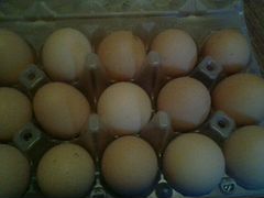 Инкубационное яйцо помесных кур