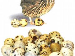 Перепелиные яйца для инкубации
