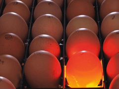 Инкубационое яйцо, Канада, Чехия,Франция.элита