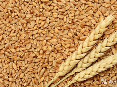 Продам пшеницу фураж 100 т