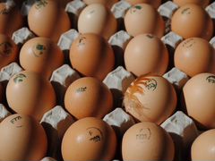 Инкубационное яйцо росс 308