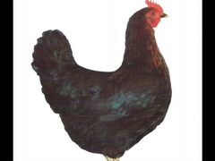 Доминант(Чехия) инкубационное яйцо и цыплята
