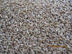 Зерно,пшеница и ячмень урожай 2019г