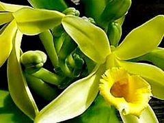 Орхидея-ваниль