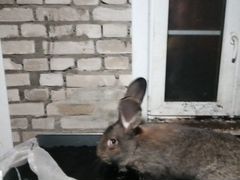 Продам живого кролика бельгийский фландер