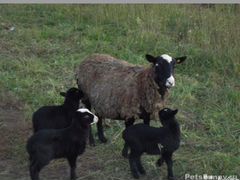 Продам овцематок и молодых баран