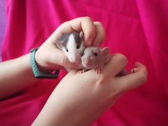Маленькие крысята ищут свой дом