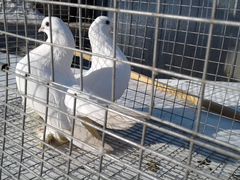 Луганские статные голуби