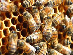 Продаются пчелиные семьи