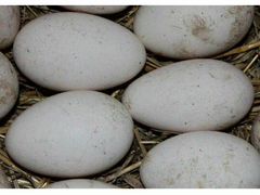 Яйца для инкубации гусиные