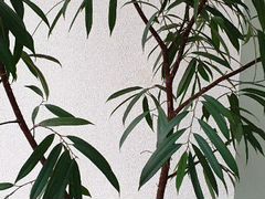 Фикус укорененный узколистный,вырастающий в дерево