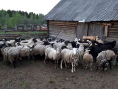 Продаётся овцы