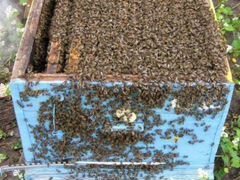 Продаются сильные пчелосемьи с ульями. Среднерусск