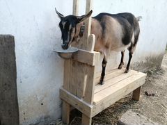 Станок для дойки коз