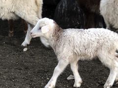 Овцы(матки с ягнятами)