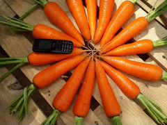 Морковь "Абако" урожай 2020