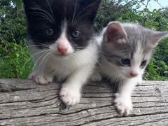 Котята мальчик и девочка
