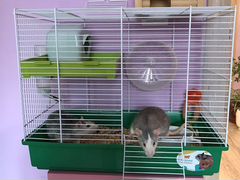Крысы домашние