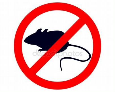 Уничтожение крыс и мышей быстро и надолго