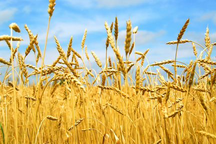 Зерно:Пшеница,Ячмень, Кукуруза;Овёс;Комбикорм