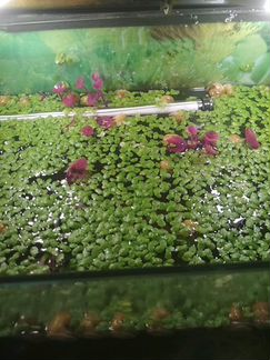 Аквариумные растения от 25руб,рыбки от 35руб