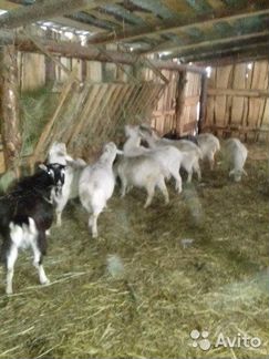 Продаем дойных коз заинской породы, овец, бараны
