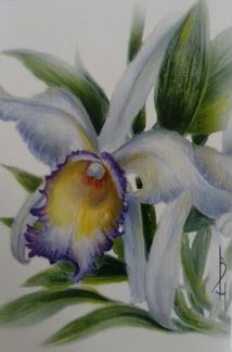 Набор открыток Орхидеи