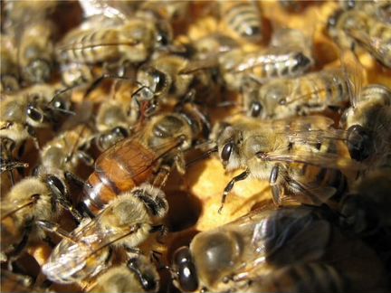 Пчелосемьи на высадку. карпатка
