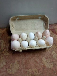 Яйцо индюшиное инкубационное