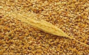 Ячмень, пшеница