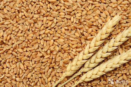 Продам пшеницу фураж 100 т