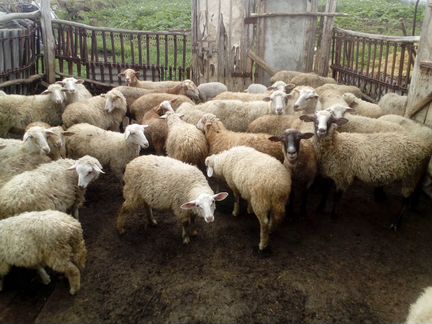 Продам овец баранов и ягнят оптом