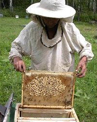 Продаю пчел со всем необходимым