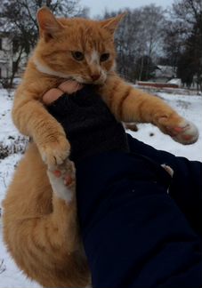 Кот в добрые руки