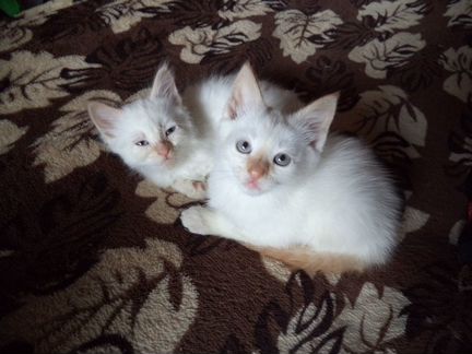 Тайские озорные два котёнка