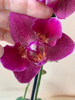Орхидея фаленопсис Бабочка пилорик